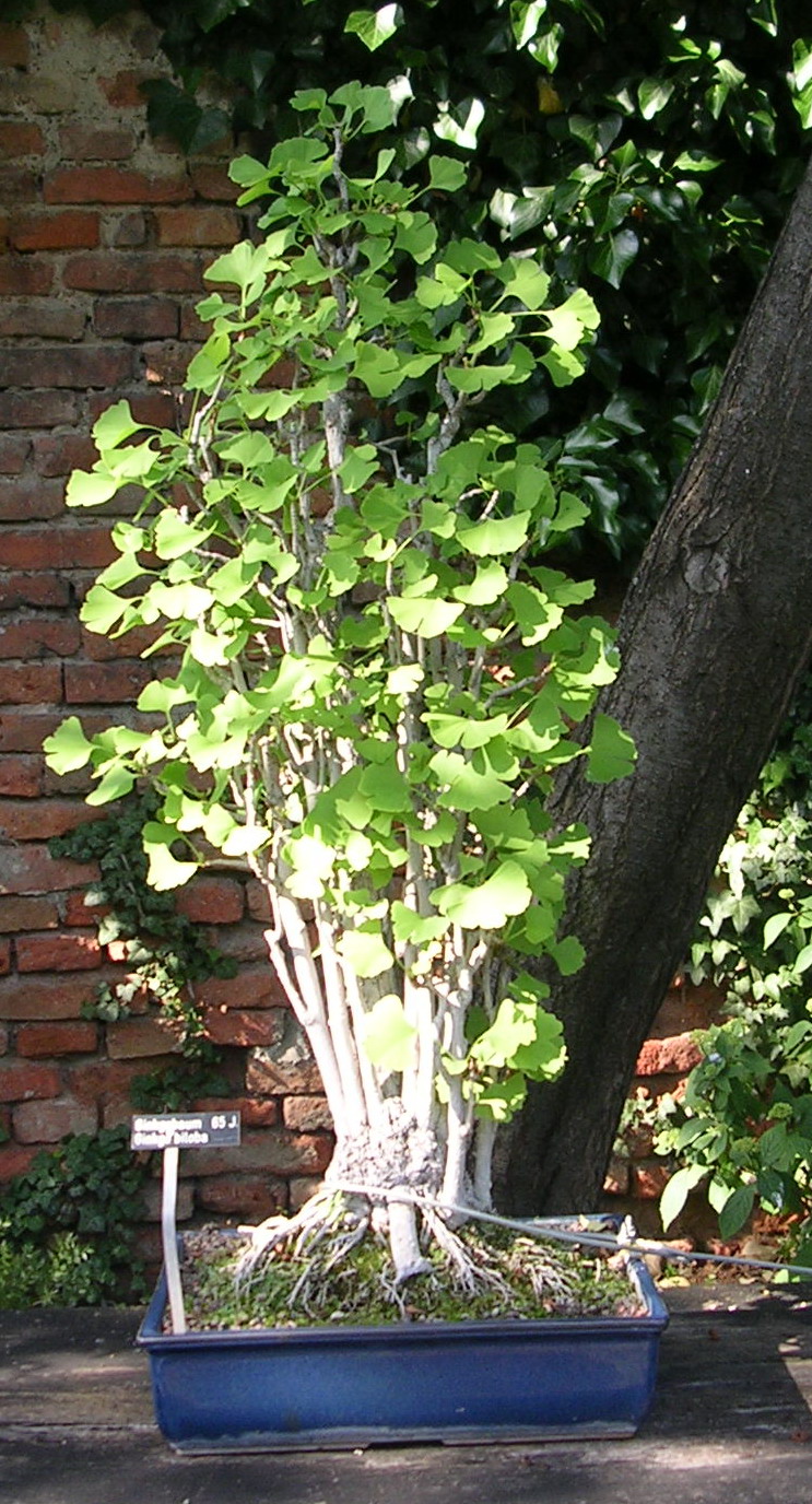 Am ramas impresionat de gradina alpina a Vienei si in special de faptul ca numerosi arbori din zona montana au intrat in arta „bonsai”. Asa ca am pus cateva fotografii […]